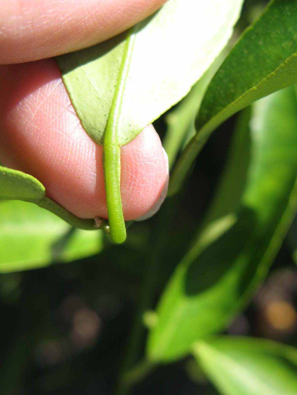              Petiole (Winter Haven, FL)       